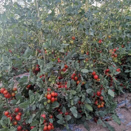 中宁县釜山88圣女果 宁夏500亩釜山88小番茄基地