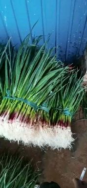 红根蒜苗 50 - 60cm 