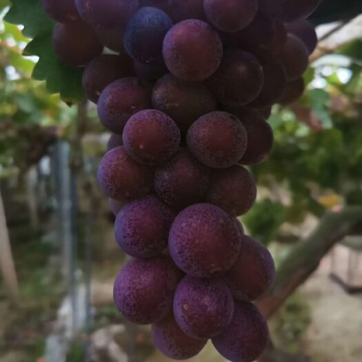 浦江县 浦江巨峰葡萄，皮薄肉厚水分足