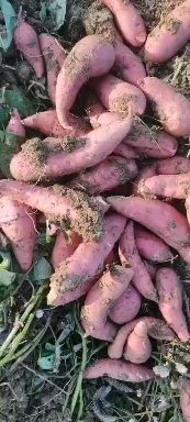  湖北红薯：西瓜红大量上市中