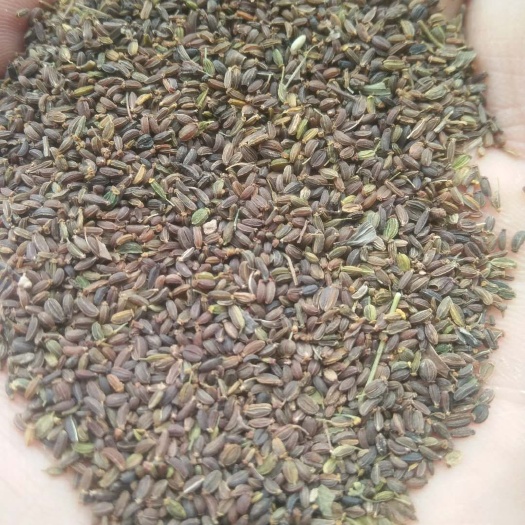 陇西县柴胡种子  纯新柴胡籽，是药材种植不二之选，欢迎骚扰，一次合