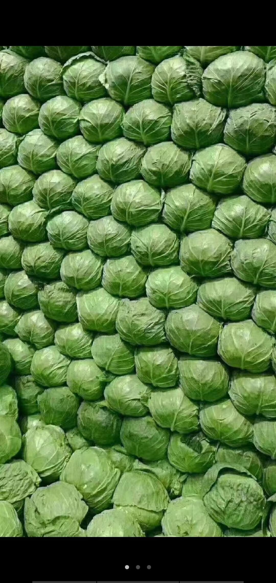 兰州精品圆包菜  甘蓝