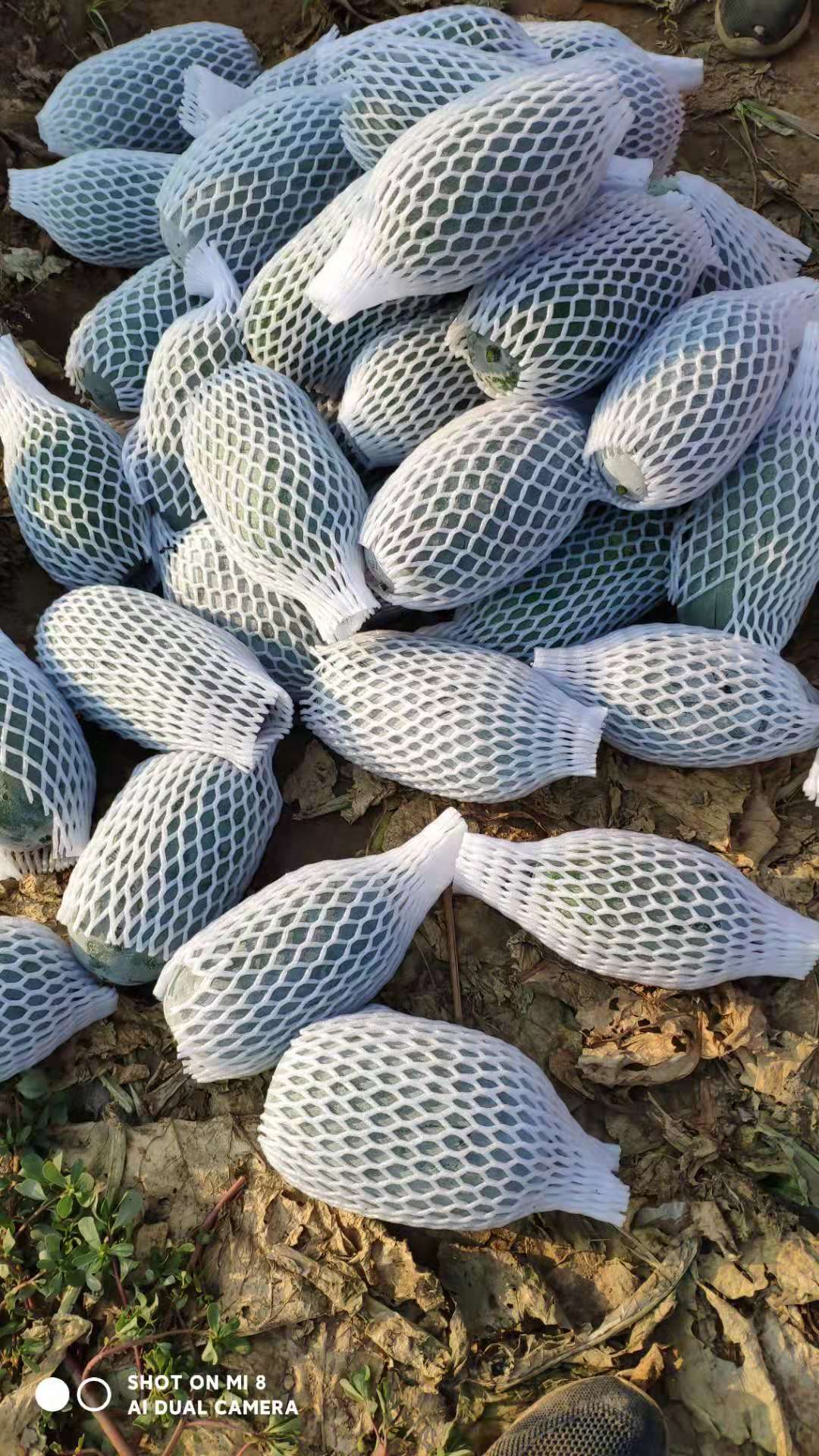 河南冬瓜  ，水果吊冬瓜，保质保量，视频看货，线上保障交易。