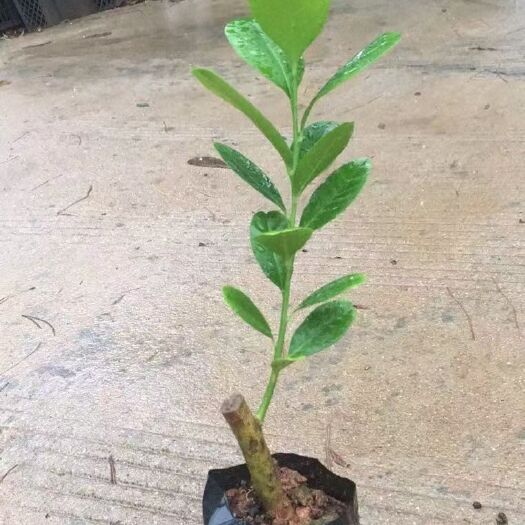 灵山县香水柠檬 广东无粒香水柠柠檬