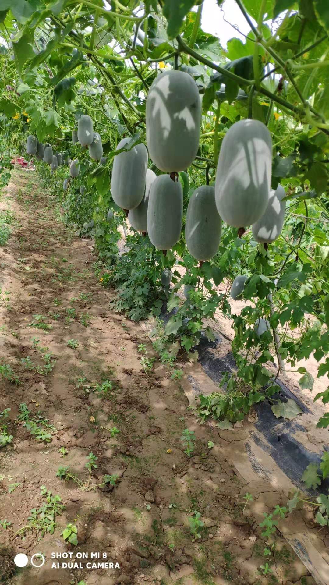 河南冬瓜  ，水果吊冬瓜，保质保量，视频看货，线上保障交易。