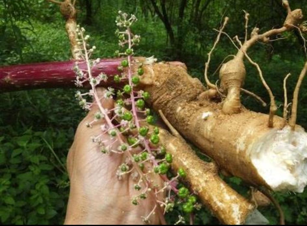 商陆