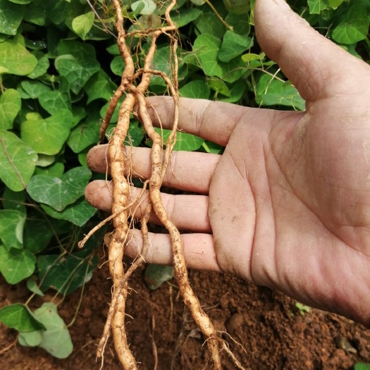 仁化县 有想种植防己药材的老板老乡请联系我