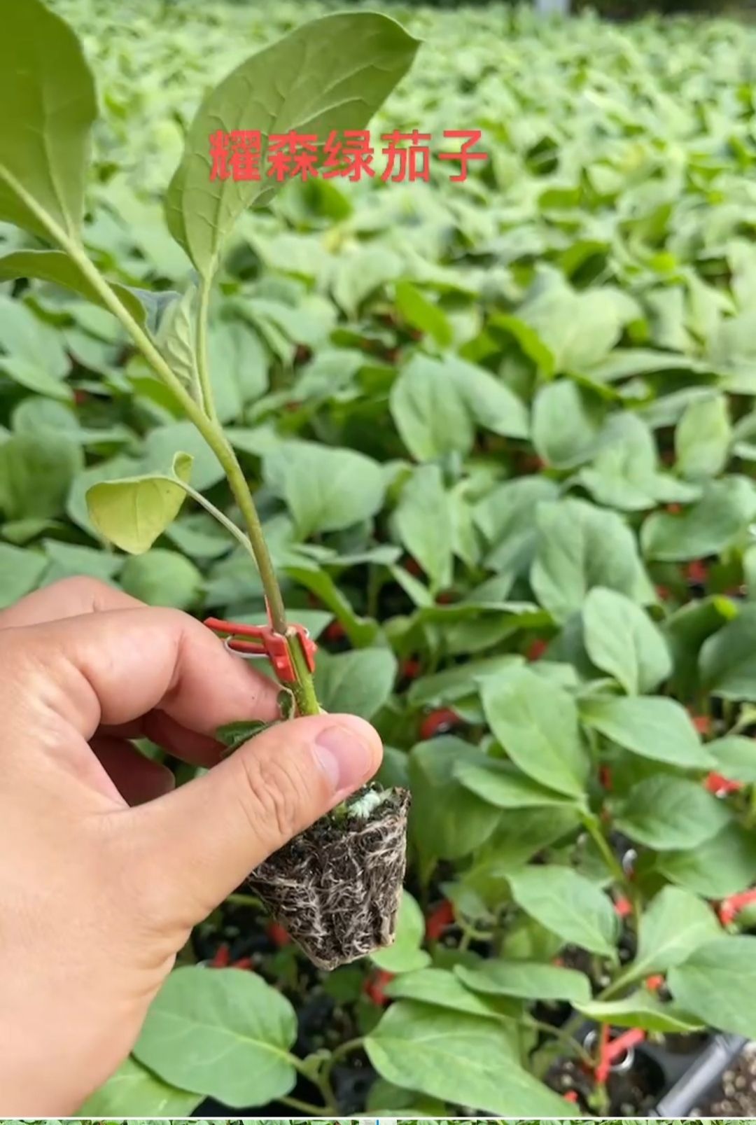 嫁接茄子苗，绿茄子（椭圆形）