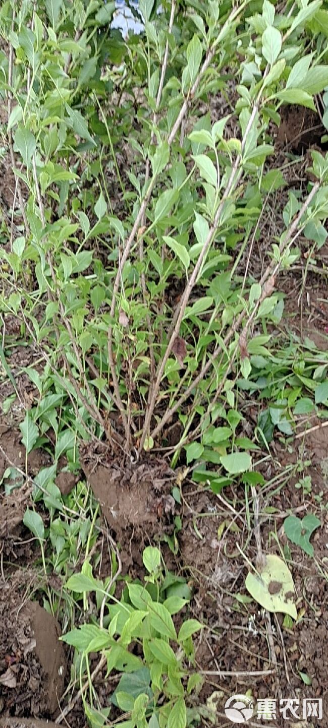 锦带花  大量出售大冠副红王子锦带，大田定植苗80-1.2米