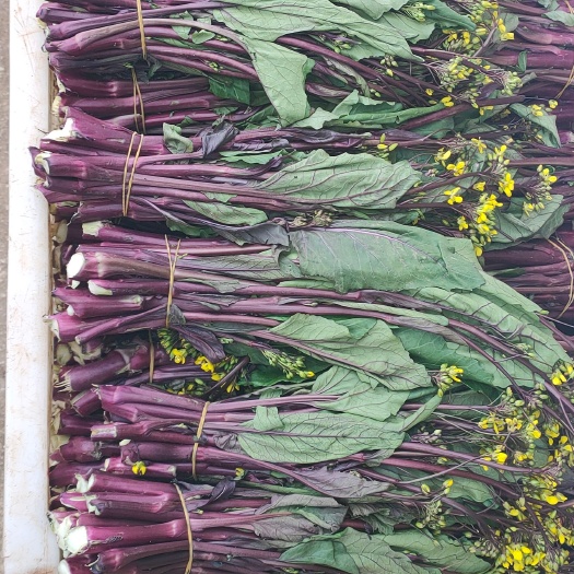 威宁县 紫红菜苔基基出售