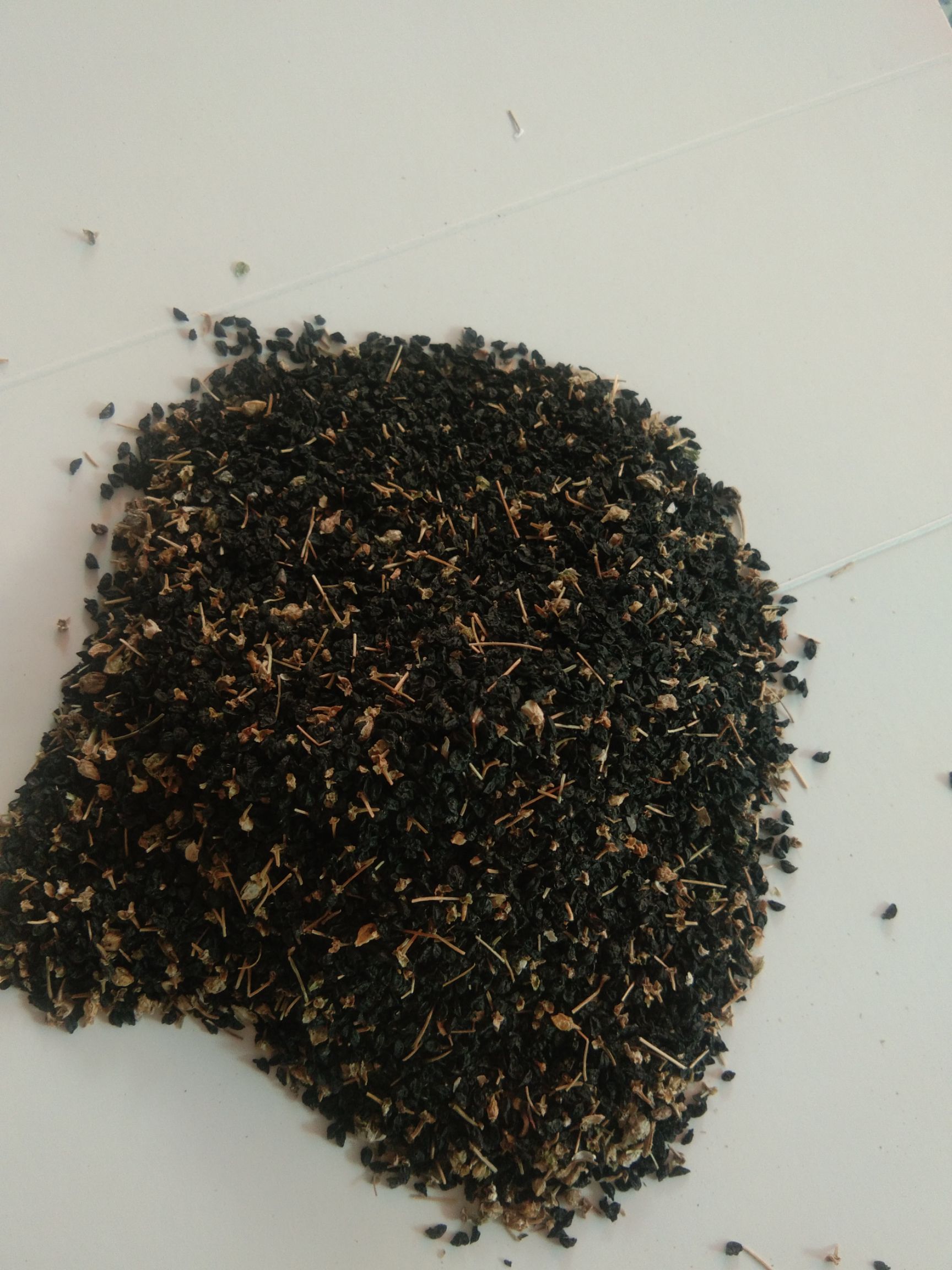 大蒜种子  白根蒜苗种子(葱蒜)