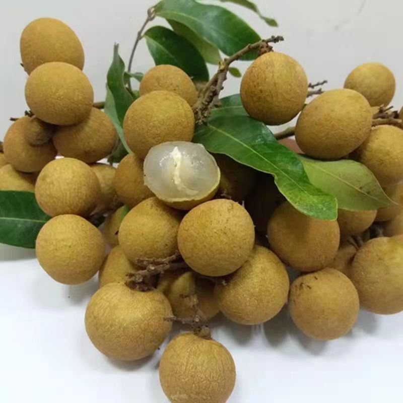 广东龙眼大果新鲜现摘水果新鲜桂圆龙眼批发应季水果批发整箱