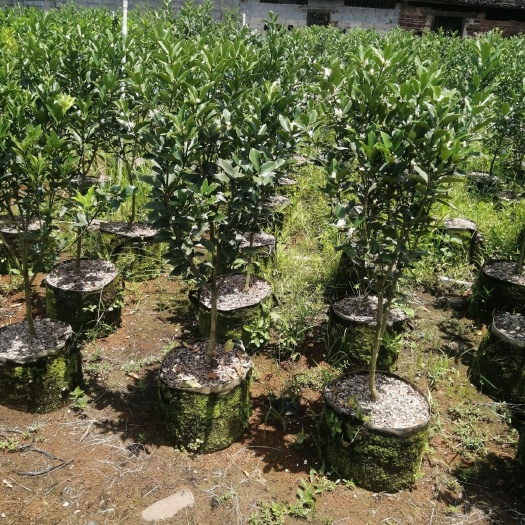 荔浦市脆蜜金柑苗 脆蜜金柑杯苗