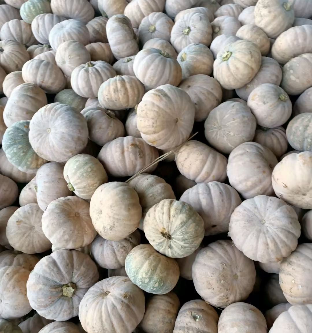 磨盘南瓜  盘龙202大量发货 盘龙202大量供应 口感好 质量保证