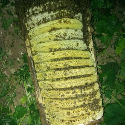 文县土蜂蜜 白水江深山老蜂蜜
