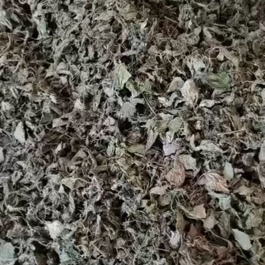 芦溪县紫苏新货，新鲜紫苏以及干货同时可出货！欢迎各位老板联系。