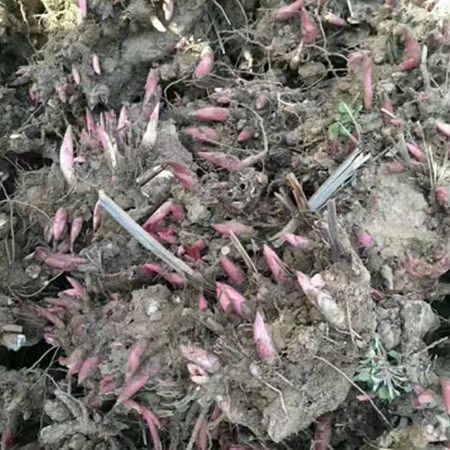 白芍芽