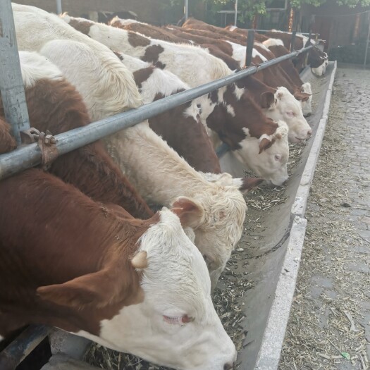 定襄县肉牛 条子母牛西门塔尔繁育母牛群