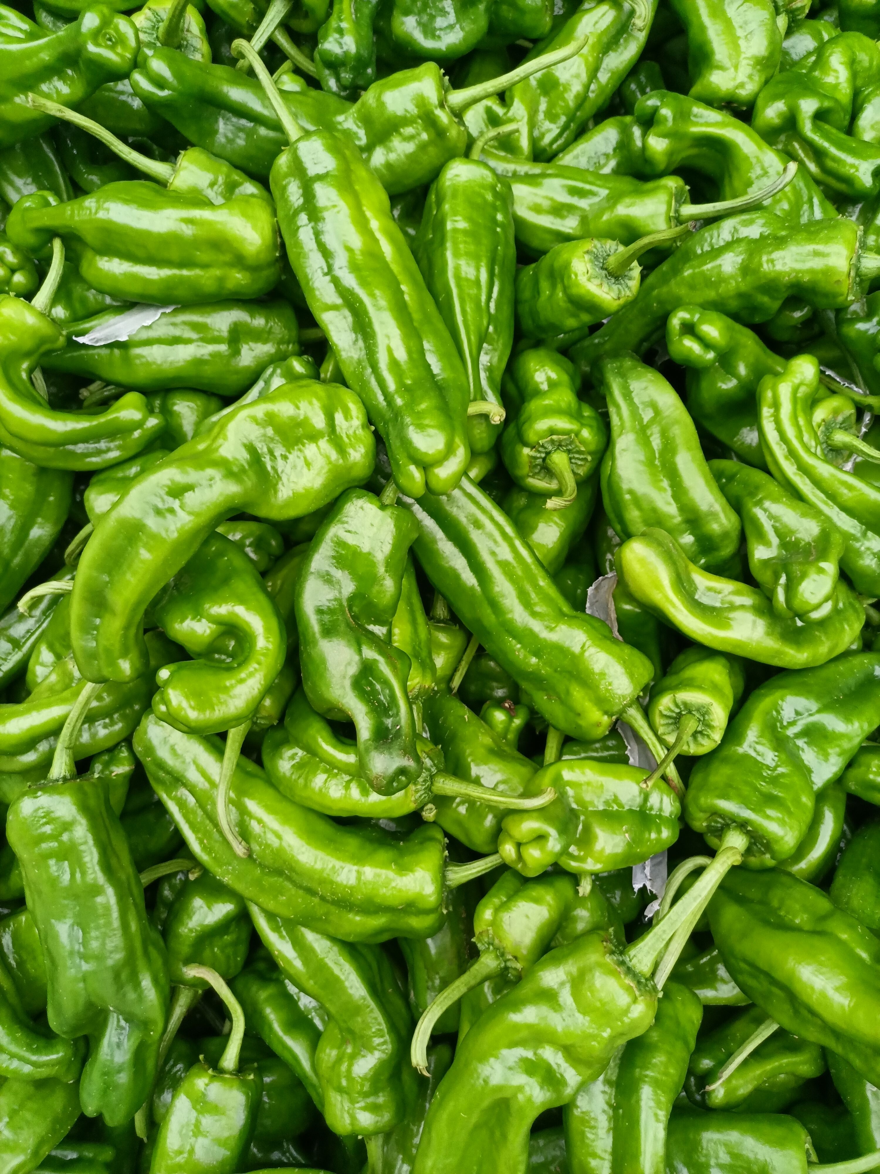 薄皮椒  辣椒  薄皮辣椒 砀椒 301 苏椒 薄皮 厚皮