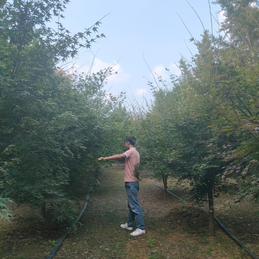 邳州市小叶鸡爪槭  鸡爪槭徐州货源