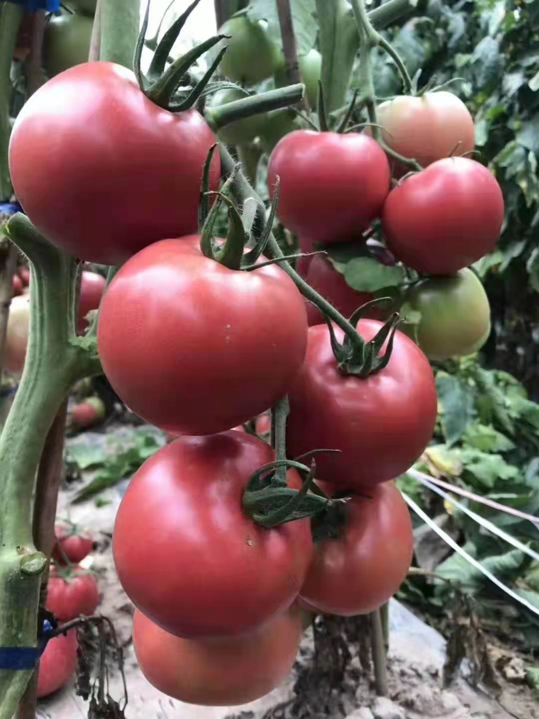 毛粉番茄苗  大果毛粉西紅杮苗