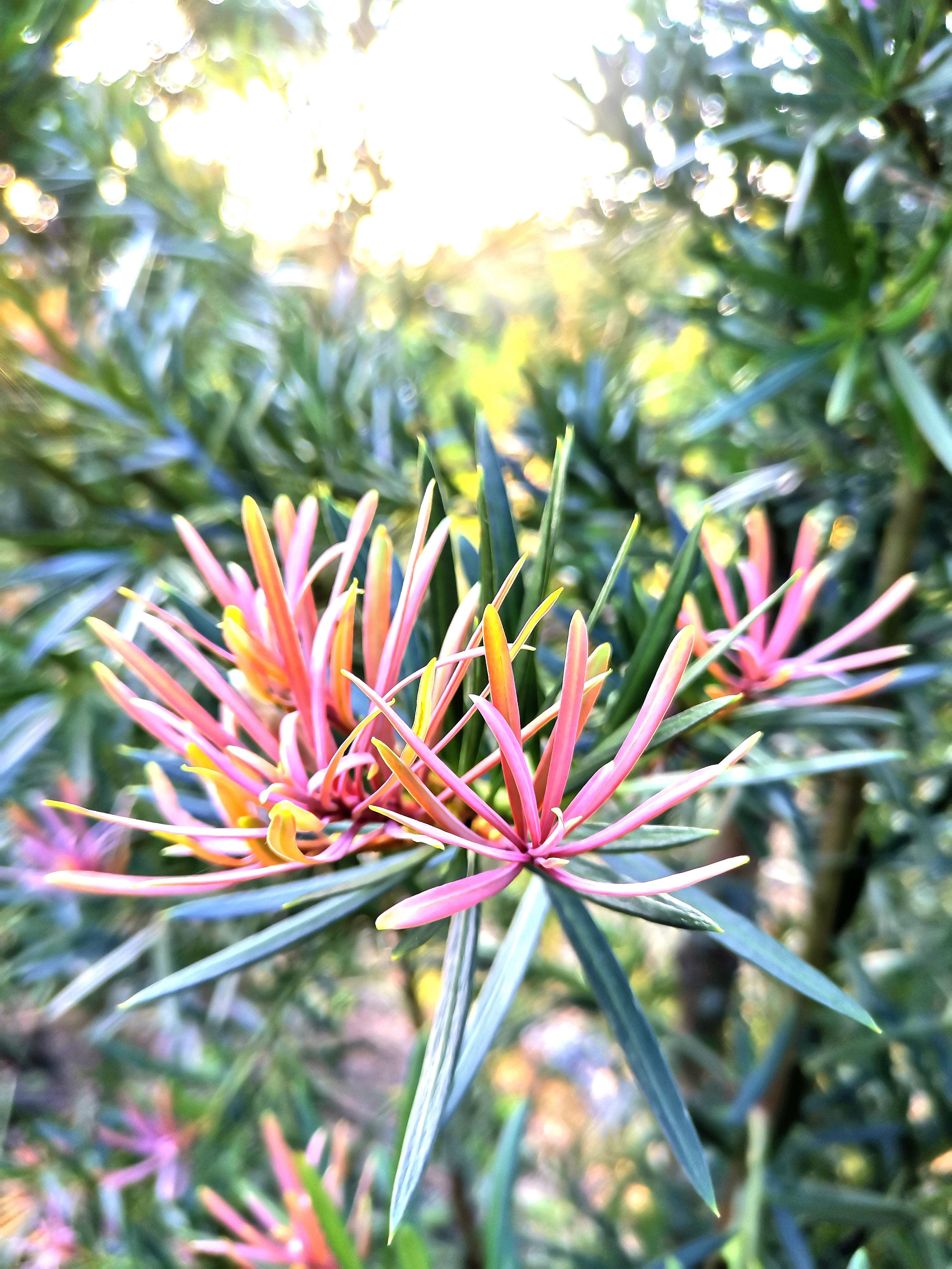 海岛罗汉松  红芽菊花芯罗汉松，海岛彩芽菊花芯