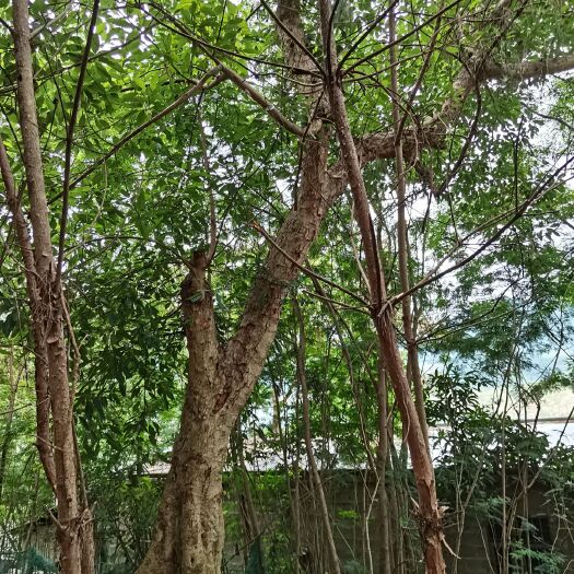隆林县白榕 聚果榕