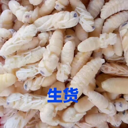青岛2021新到货蜂蛹，电商合作
