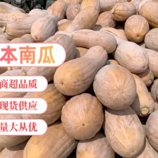 嘉鱼县蜜本南瓜  金韩密本南瓜，质量保证， 条形好口感好，质量保证售后服务保障