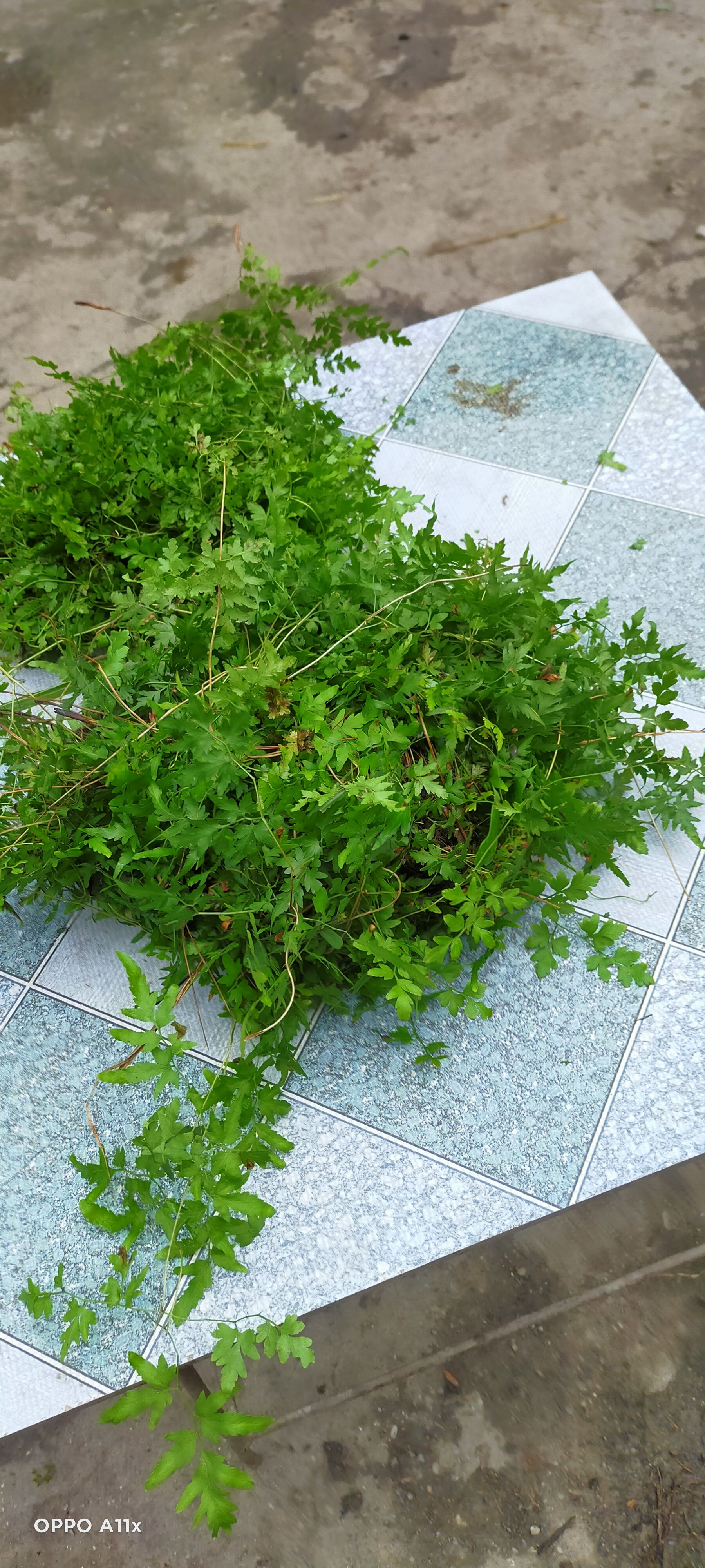 山大黄  本图三味药，分别是①前胡，②海金沙〈或化石草〉，③大黄，