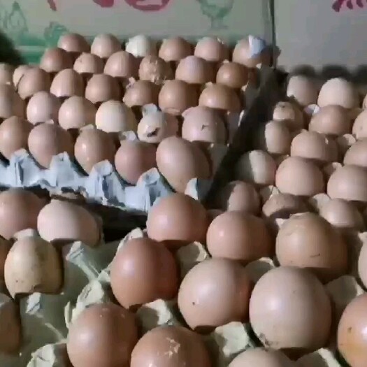 莘县毛蛋  毛鸡蛋