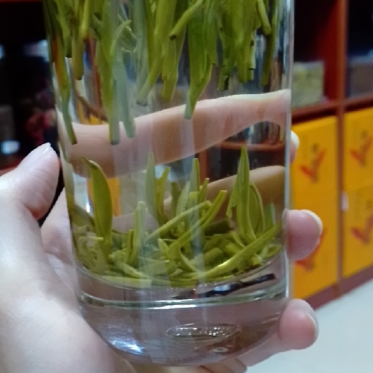 金华白茶 高山龙顶