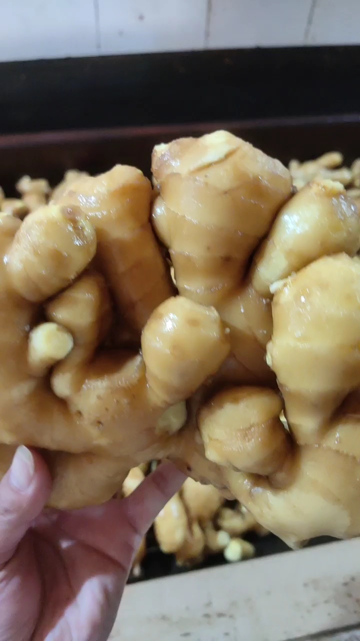 生姜 优质大黄姜产地批发  辣味浓厚块头大 全国物流发货