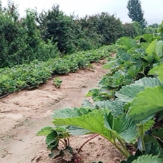 泰安 草莓苗厂家，甜查理草莓苗厂家，甜宝草莓苗批发