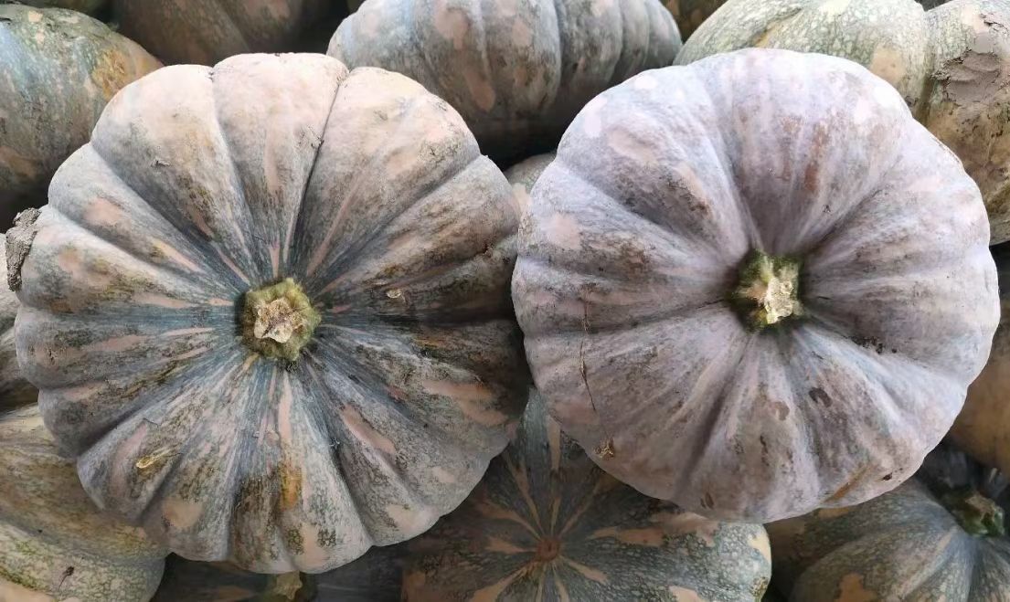 磨盘南瓜  盘龙202大量发货 盘龙202大量供应 口感好 质量保证