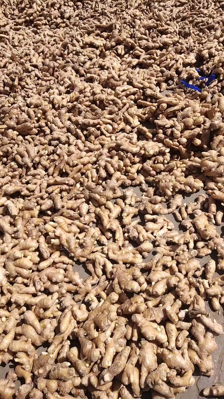 生姜  优质大黄姜产地批发 辣味浓厚 全国物流发货