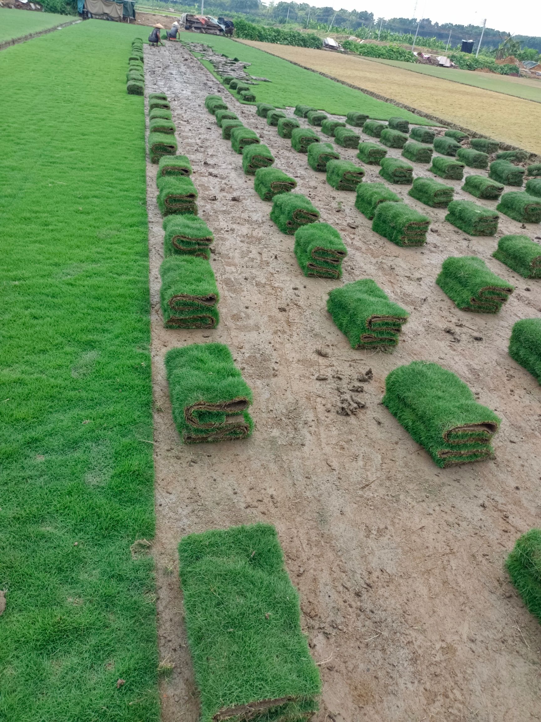 基地直销精品草马尼拉大叶油