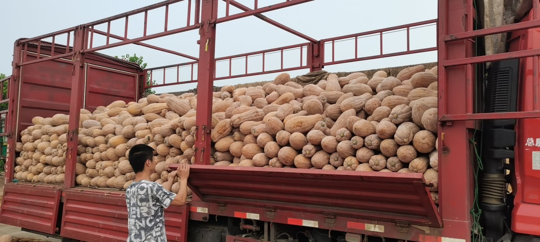 金韩蜜本南瓜 条形好 口感好  基地种植一手货源