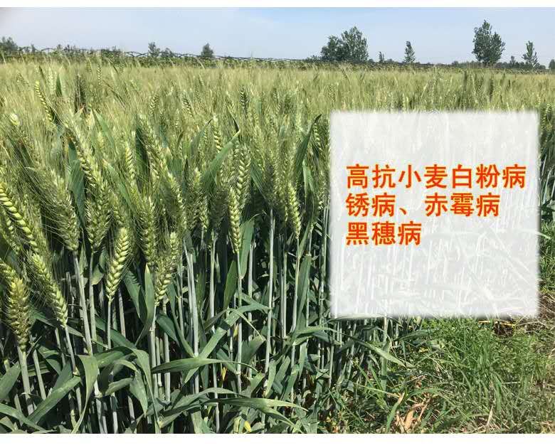 小麦种子  风和二号高抗病高抗倒，