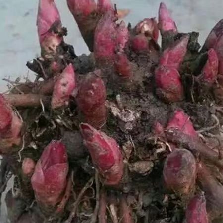 白芍芽