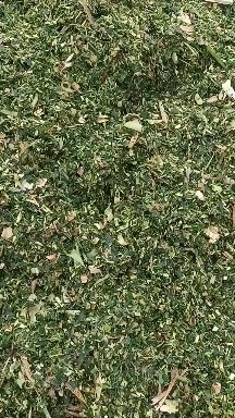曲周县青储玉米秸秆采用断草切碎机切碎是养牛羊驴鹿的上好饲料