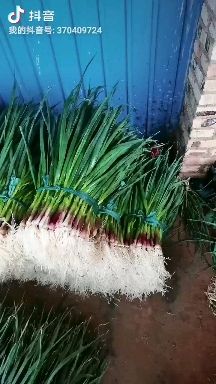 红根蒜苗 50 - 60cm 