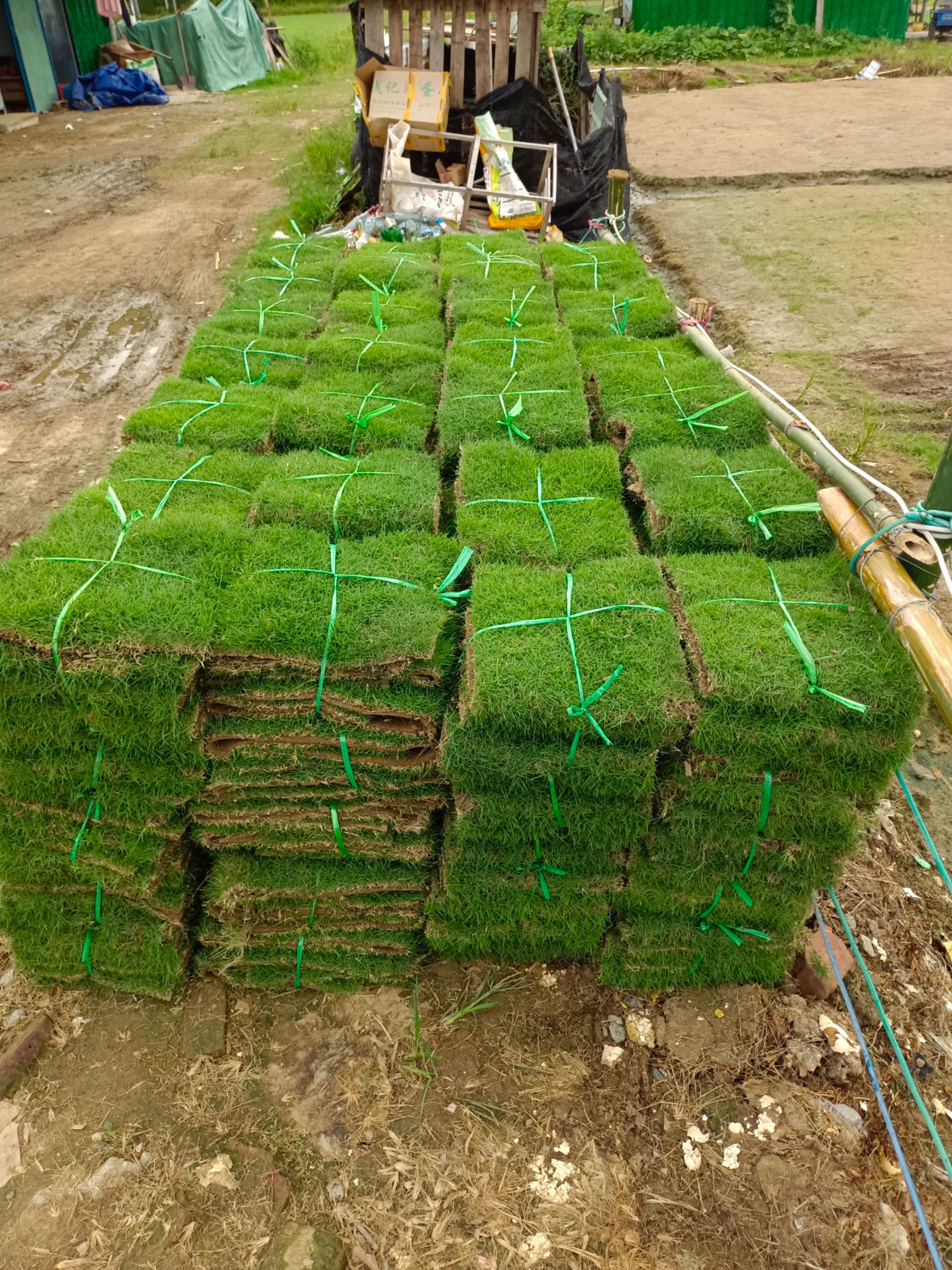 基地直销精品草马尼拉大叶油