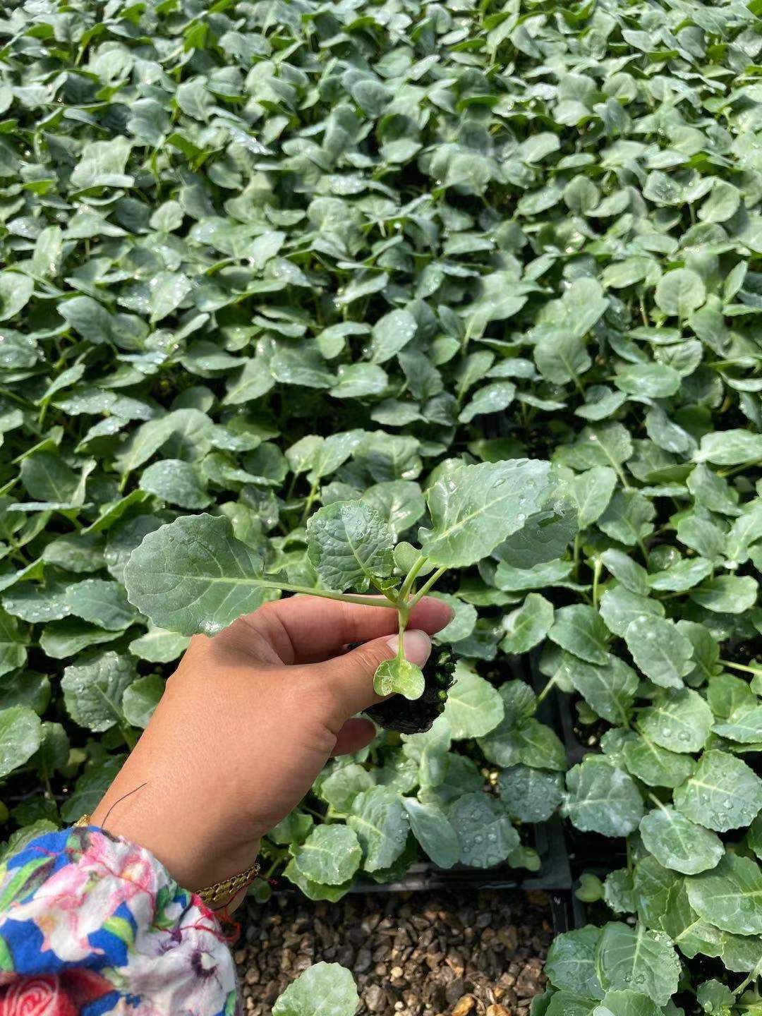 西兰花苗 炎秀西兰花苗 耐寒优秀西兰花苗 绿花椰菜苗青菜花苗