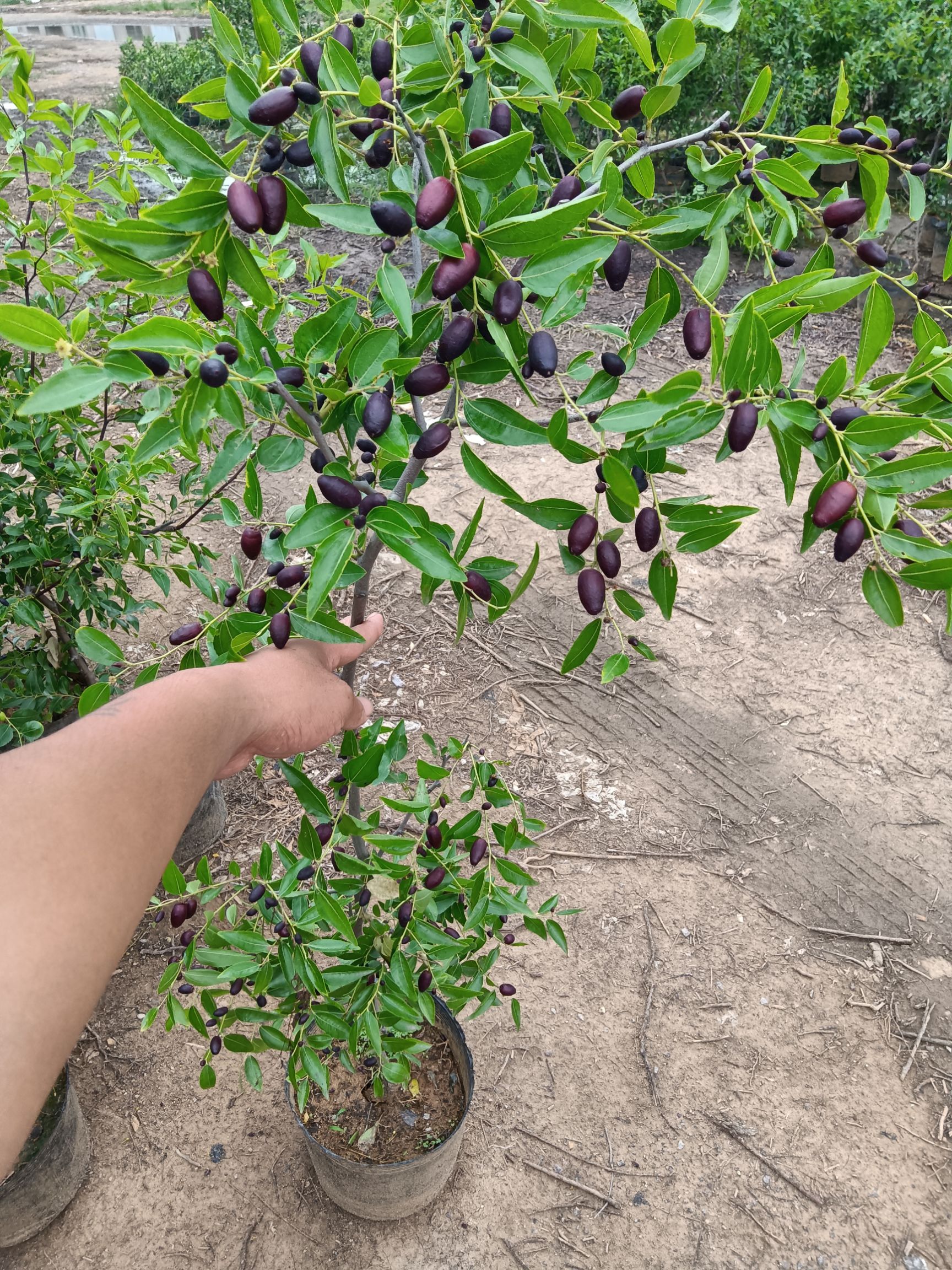 沙枣苗  黑枣苗新品种耐寒耐旱产量高易存放盆栽地栽适合南北种植