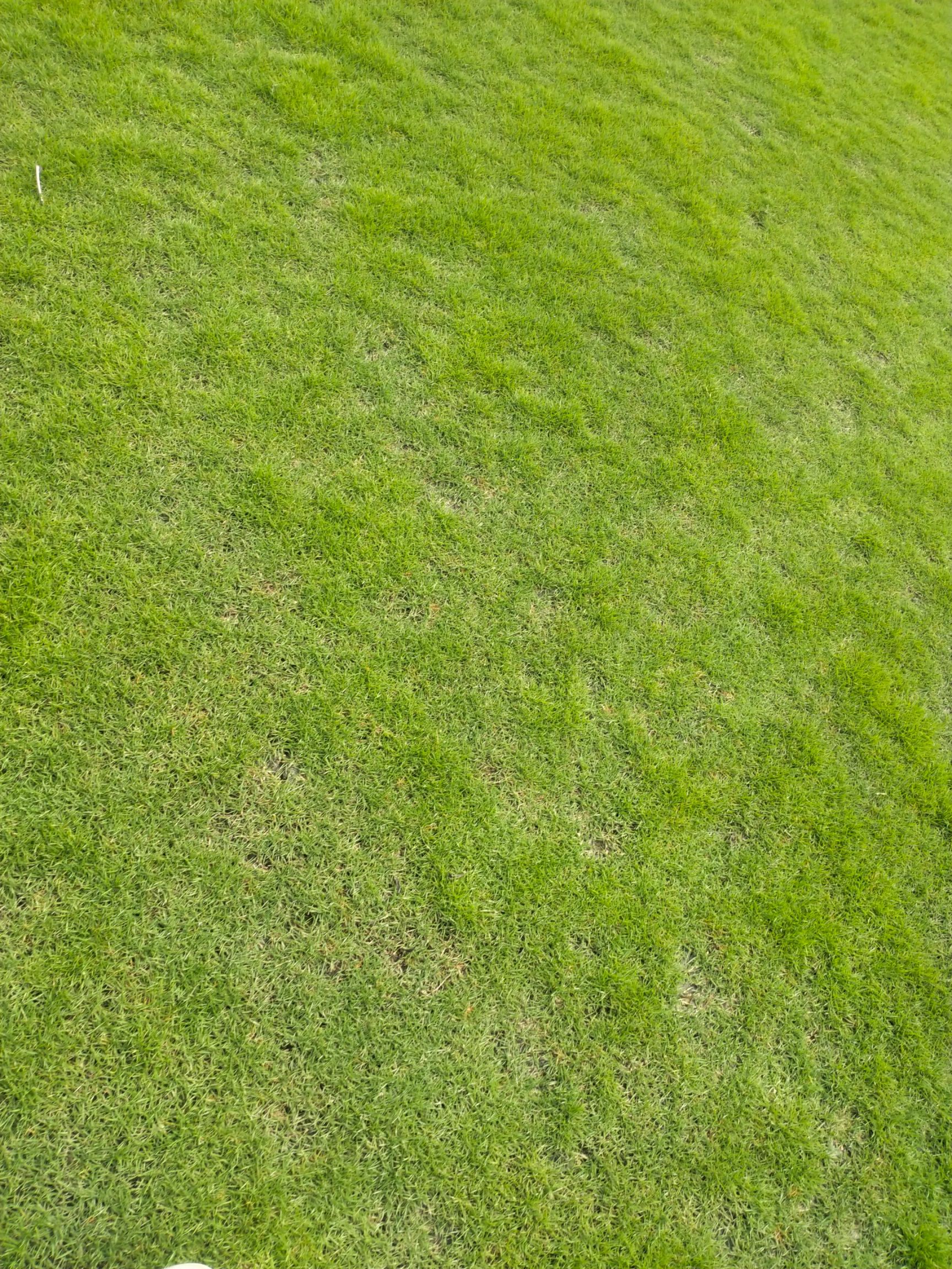 马尼拉草皮  马尼拉根系非常发达，不挑土壤，适应多种气候环境