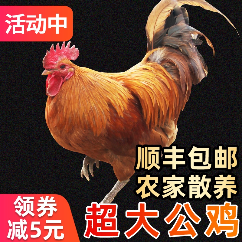 土鸡  【2年老公鸡】新鲜宰杀大公鸡土公鸡肉散养大公鸡笨公鸡