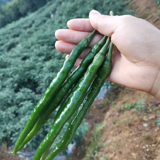 汉中陕西青线椒 3号黑皮线辣子 扶贫供应
