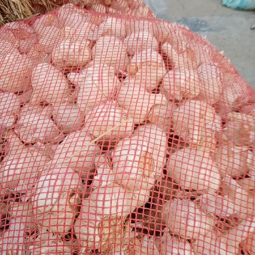 射阳县白皮蒜 江苏省盐城市射阳县 混级统货 新蒜 库外蒜 干蒜 