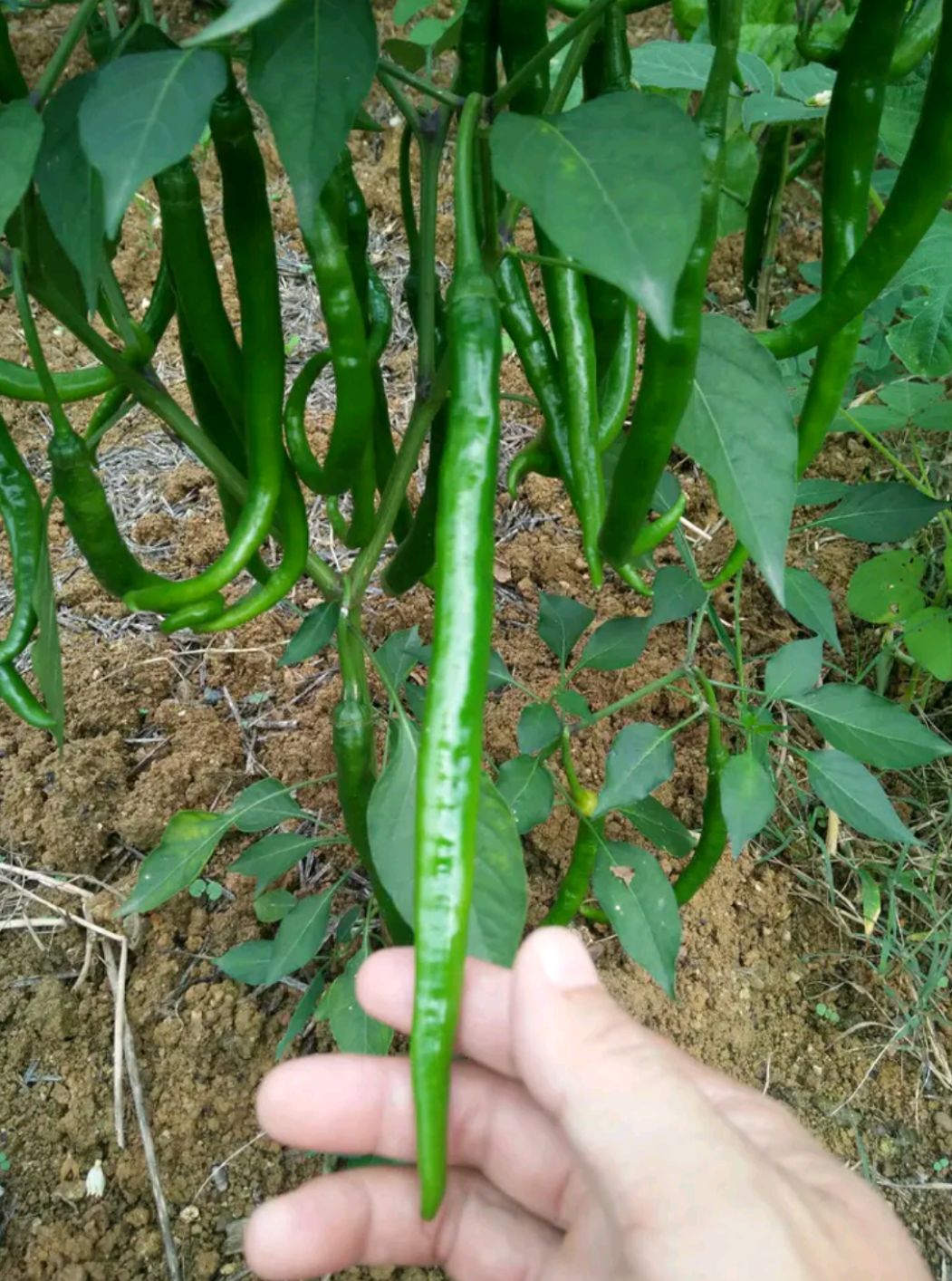 线椒  河南开封通许鲜辣椒大量上市@产地批发价格代办联系方式